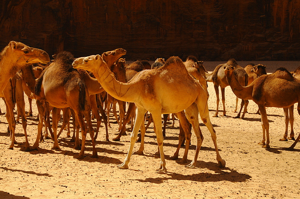 Guelta d'Archei, Ennedi, Chad