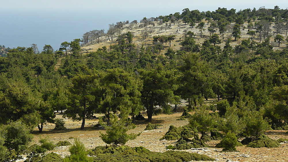 Marble landscape of Thassos, Greek Islands, Greece, Europe