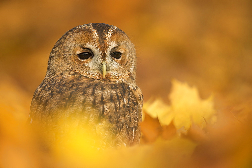 Tawny owl (Strix aluco), among autumn foliage, United Kingdom, Europe