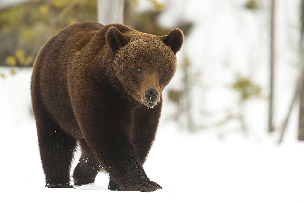 Brown Bear (Ursus arctos) during spring snowfall, Finland, Scandinavia, Europe