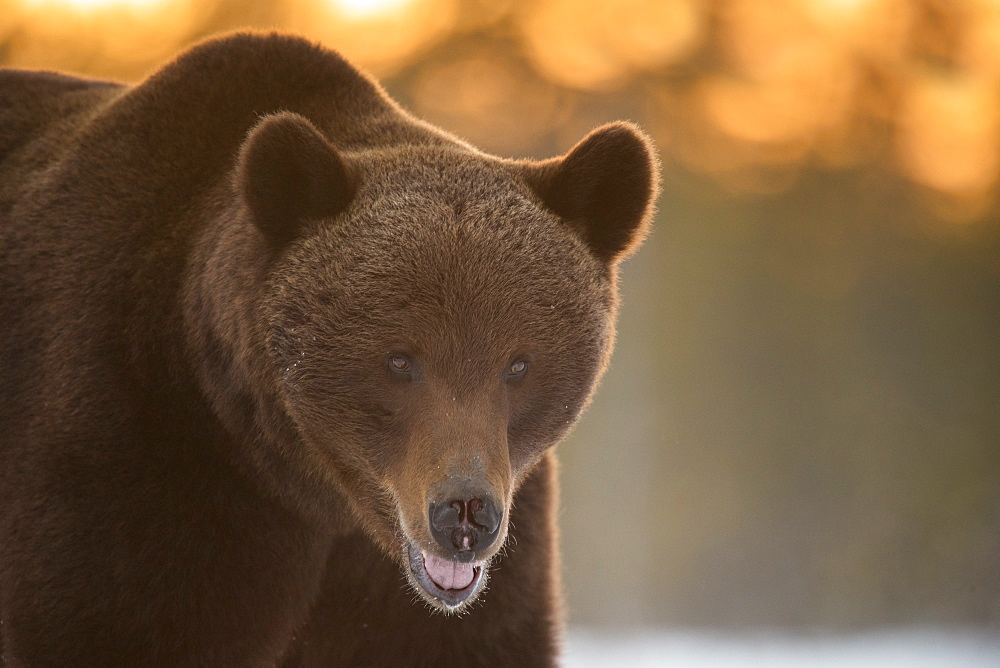 Brown Bear (Ursus arctos) during spring snowfall, Finland, Scandinavia, Europe