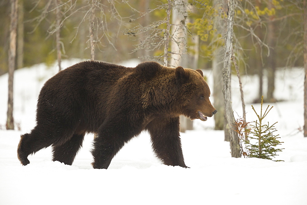 Brown Bear (Ursus arctos) during spring snowfall, Finland, Scandinavia, Europe