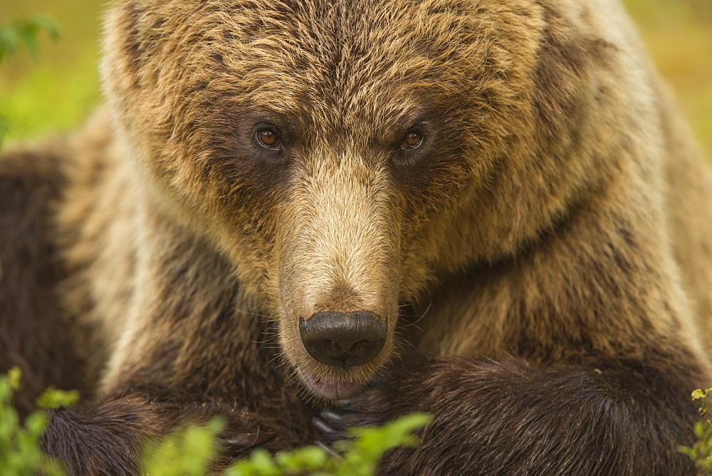 European brown bear head portrait, Finland, Scandinavia, Europe