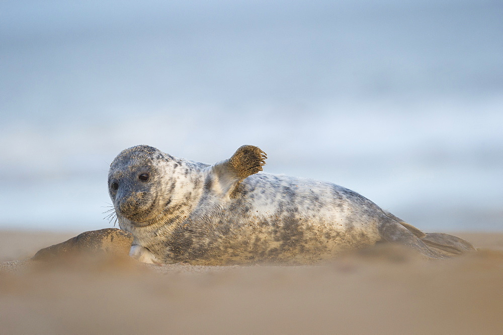 Grey seal pup, Norfolk, England, United Kingdom, Europe