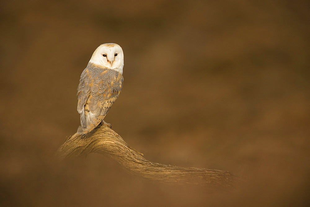 Barn owl (Tyto alba) perched on fallen log, United Kingdom, Europe