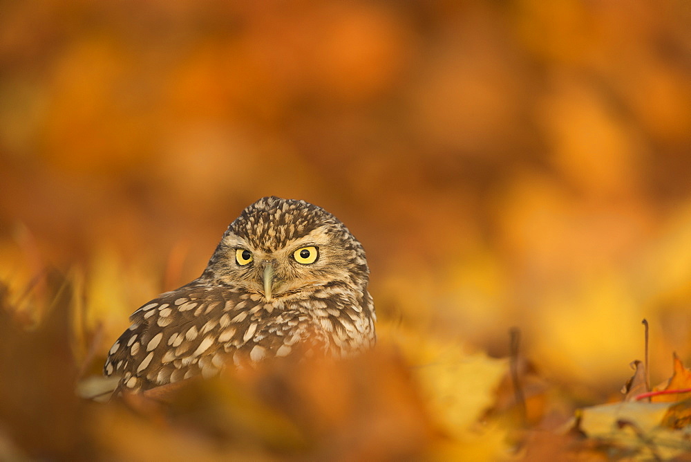 Burrowing owl (Athene cunicularia), among autumn foliage, United Kingdom, Europe