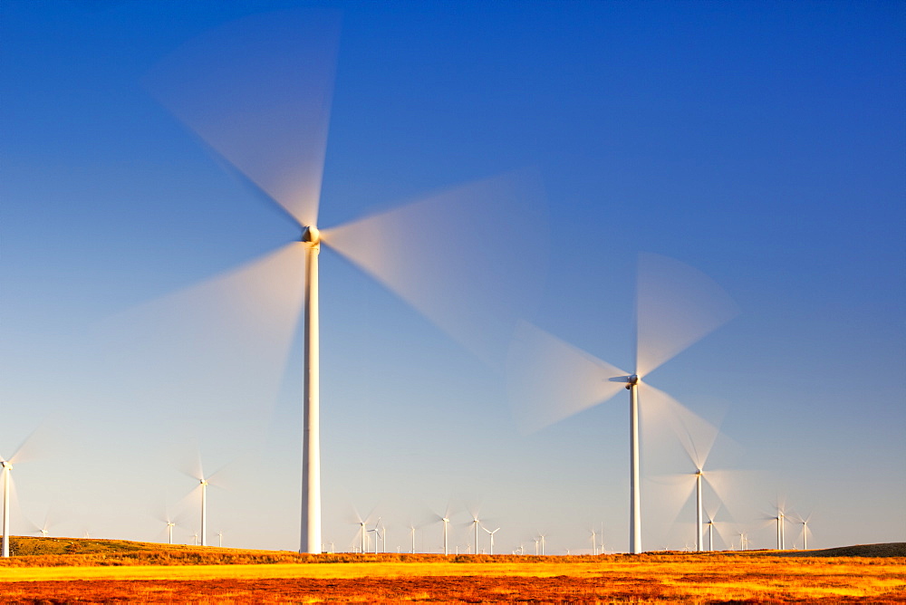 Wind turbines, Whitelee Wind Farm, East Renfrewshire, Scotland, United Kingdom, Europe