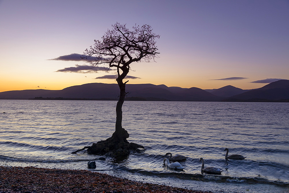 Lone tree with swans, Milarrochy Bay, Loch Lomond, Scotland, United Kingdom, Europe