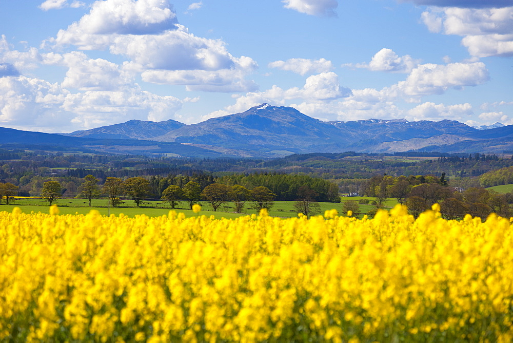 View of Perthshire Mountains and Rape field (Brassica napus) in foreground, Scotland, United Kingdom, Europe