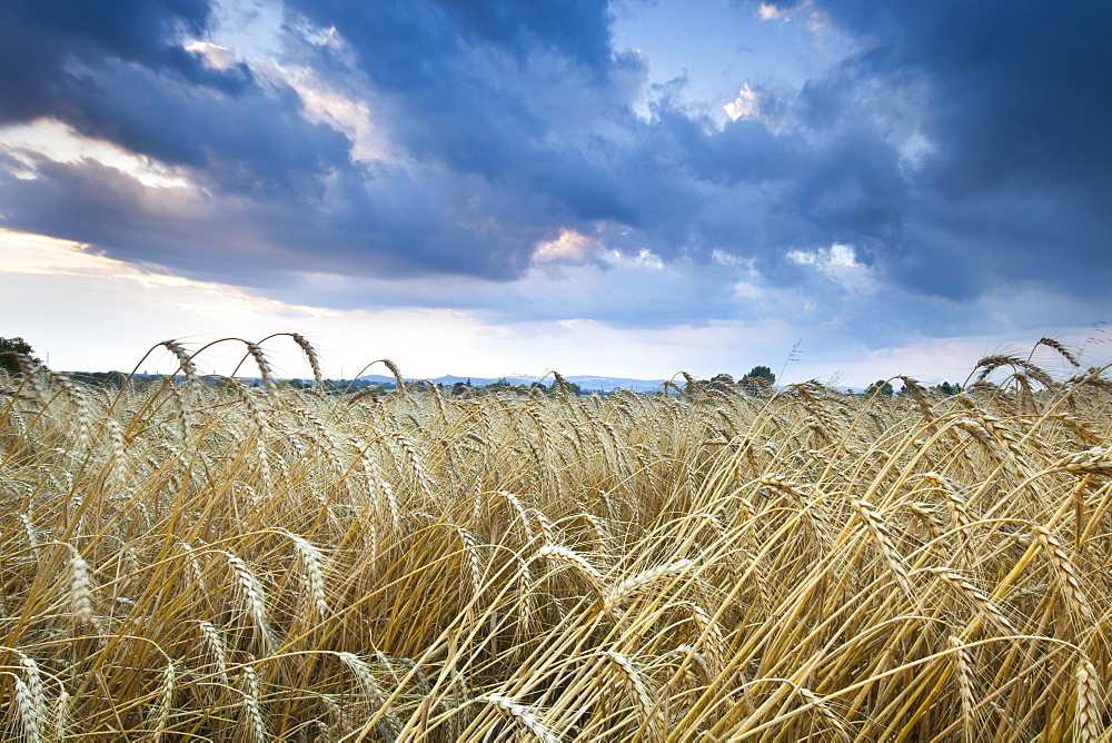 Barley Field (Hordeum vulgare L.) and clouds, near Vienna, Austria, Europe