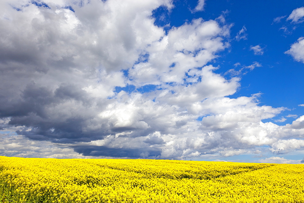 Rape field, Rapeseed (Brassica napus), Perthshire, Scotland, United Kingdom, Europe