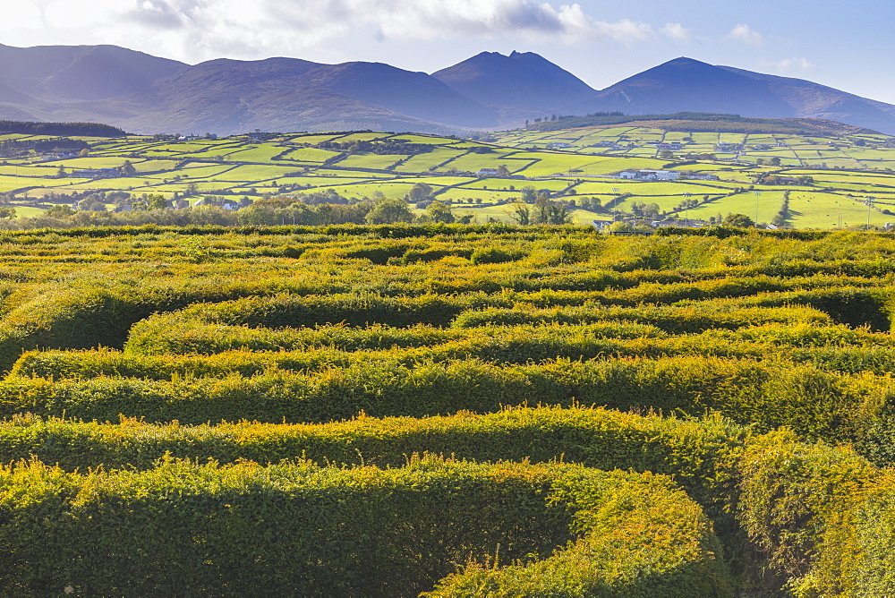 The Peace Maze, Castlewellan, County Down, Ulster, Northern Ireland, United Kingdom, Europe