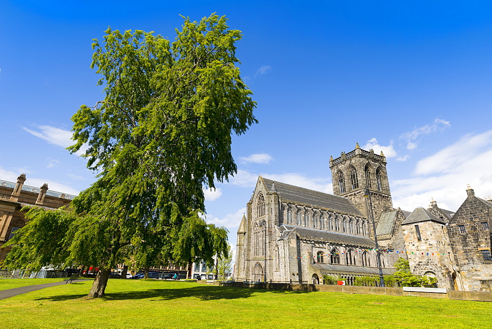 Paisley Abbey and tree, Renfrewshire, Scotland, United Kingdom, Europe