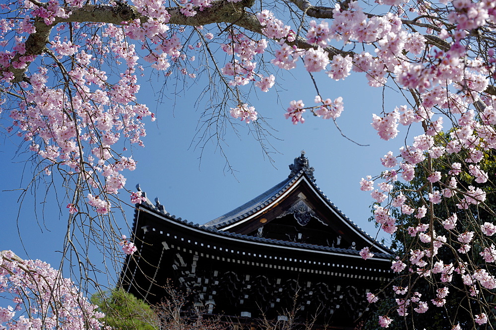 Cherry blossom in Yuzen-en gardens, Kyoto, Japan, Asia