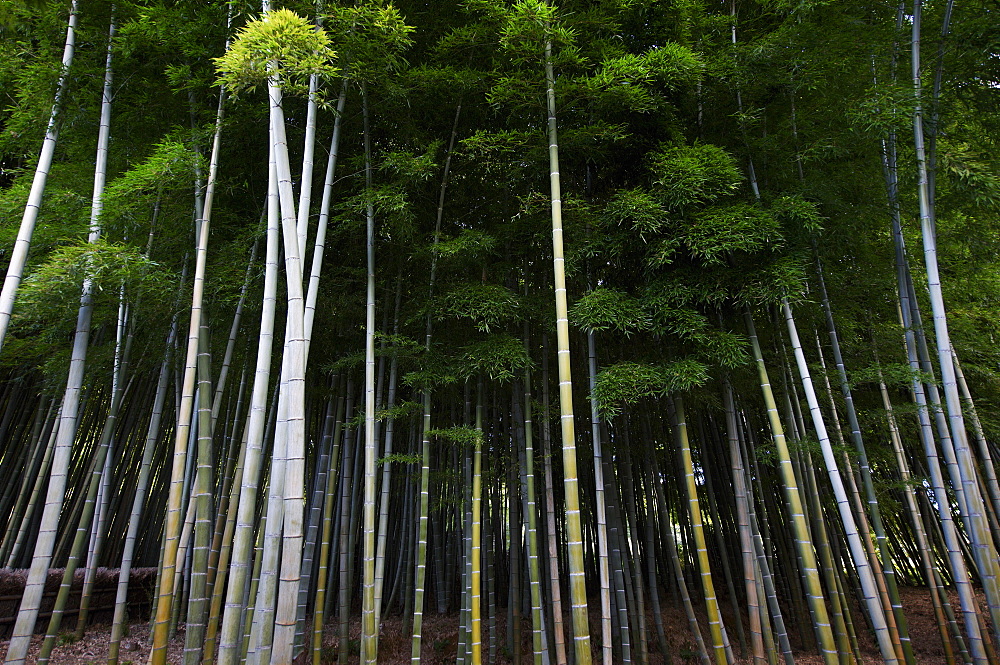 Bamboo forest in Arashiyama, Kyoto, Japan, Asia