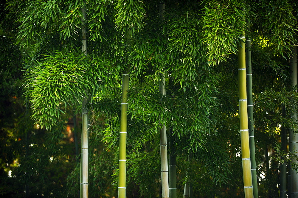 Bamboo grove in Kennin-ji temple, Kyoto, Japan, Asia