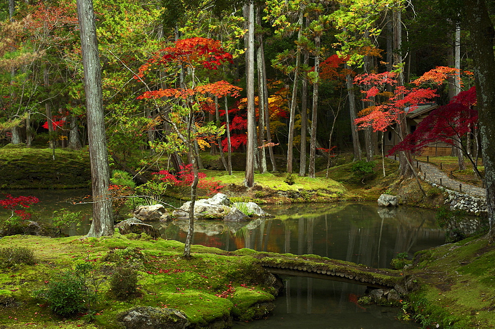 Autumn colours in the moss garden of Saiho-ji temple, UNESCO World Heritage Site, Kyoto, Japan, Asia