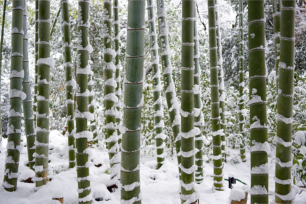 Snow-laden bamboo, Kodai-ji temple, Kyoto, Japan, Asia