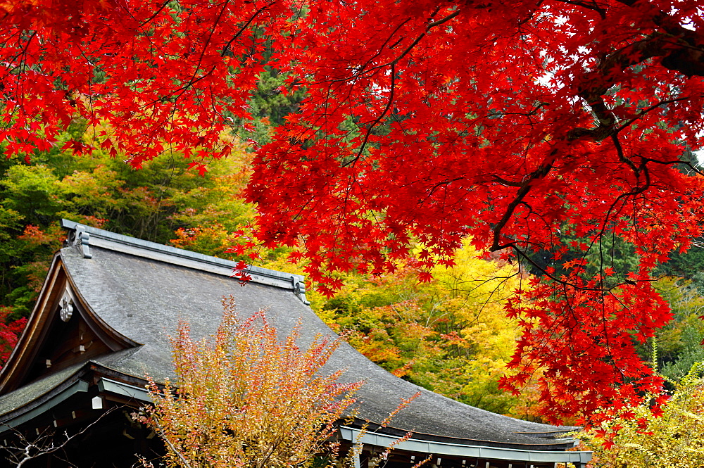 Jakko-in Temple main hall in autumn, Ohara valley, Kyoto, Japan, Asia