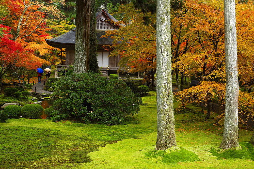 Autumn colours in Sanzen-in Temple moss garden, Ohara valley, Kyoto, Japan, Asia