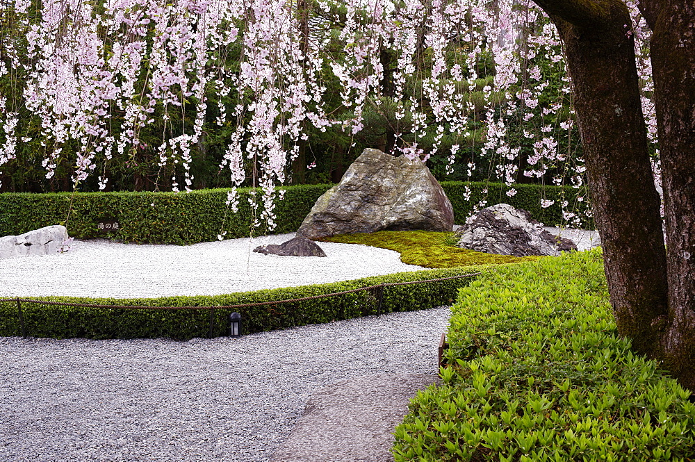 Weeping cherry blossoms, Taizo-in temple, Kyoto, Japan, Asia