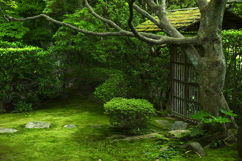 Moss garden, Keishun-in temple, Kyoto, Japan, Asia