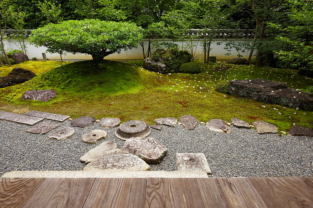 Sala flowers fallen on moss garden, Torin-in temple, Kyoto, Japan, Asia