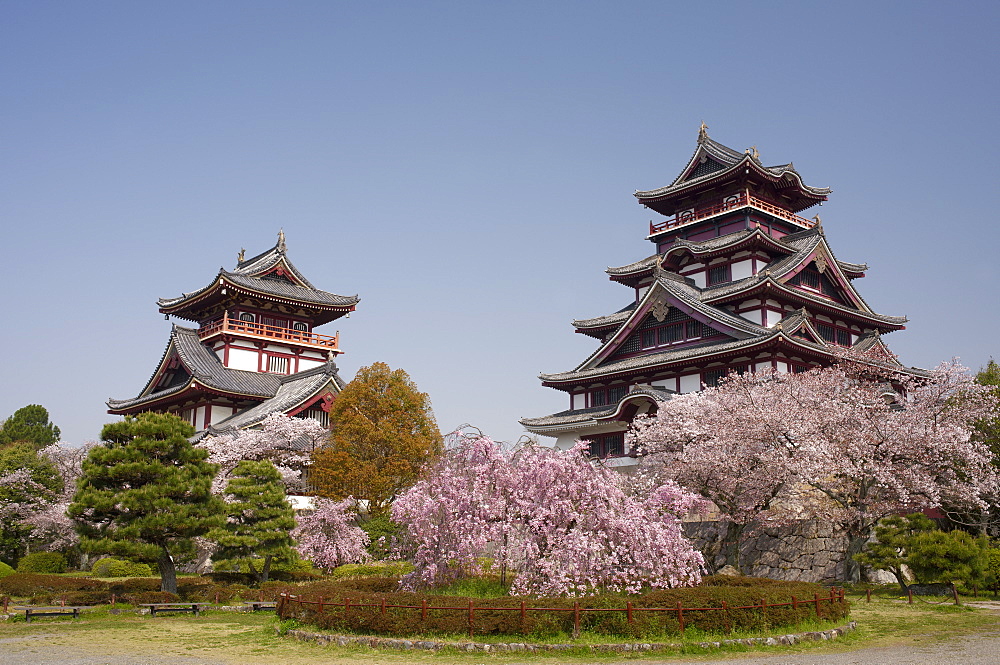 Momoyama castle during cherry blossom season, Kyoto, Japan, Asia