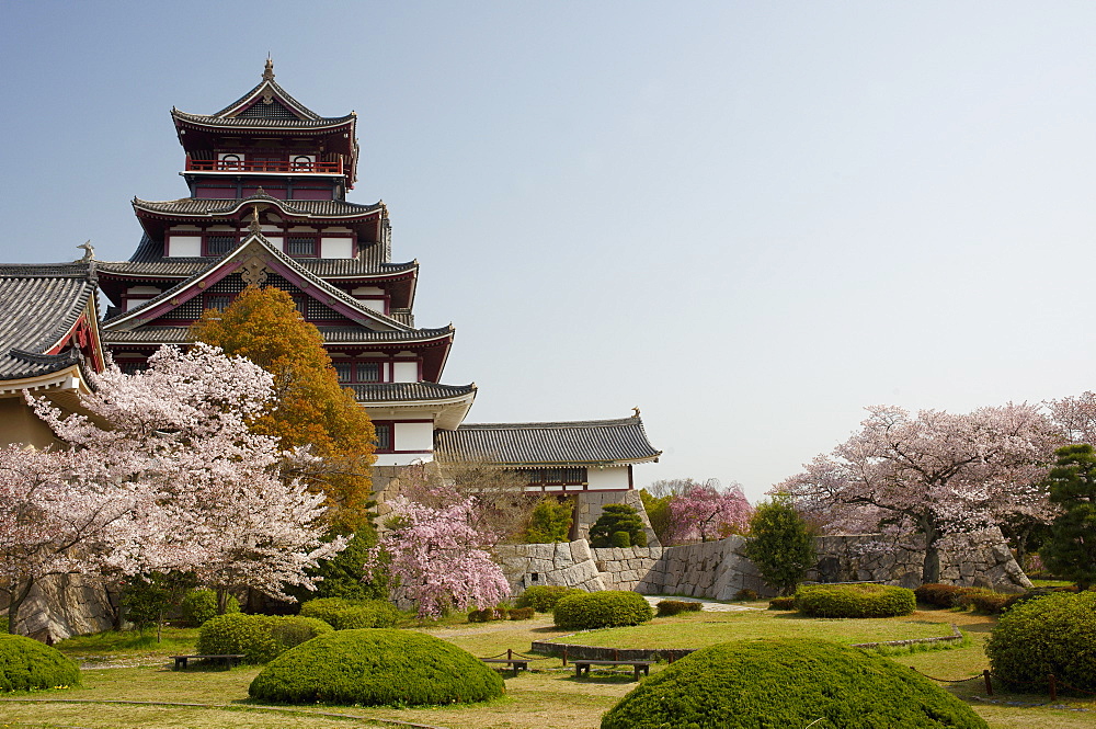 Momoyama castle during cherry blossom season, Kyoto, Japan, Asia