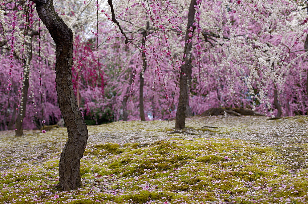 Plum blossom in Jonan-gu shrine, Kyoto, Japan, Asia