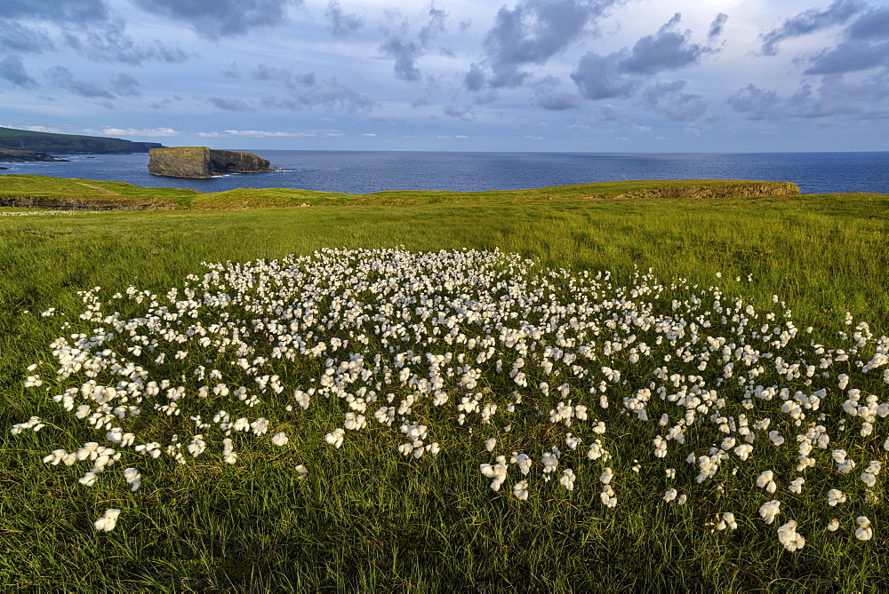 Castle Point, Loop Head, County Clare, Munster, Republic of Ireland, Europe