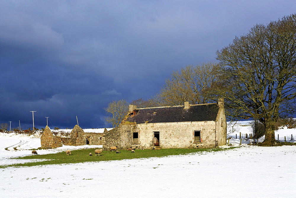 Cottage and trees, Torr Head, County Antrim, Ulster, Northern Ireland, United Kingdom, Europe