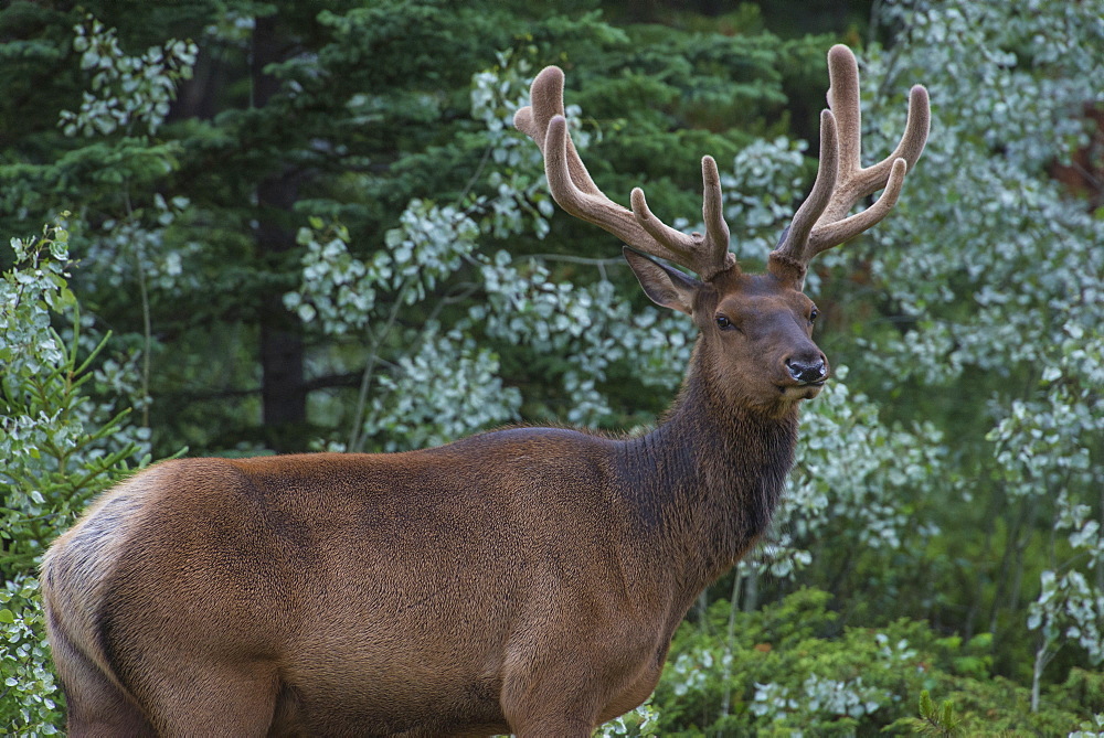 Bull Elk with velvet covered antlers in Jasper National Park, UNESCO World Heritage Site, Alberta, Canada, North America