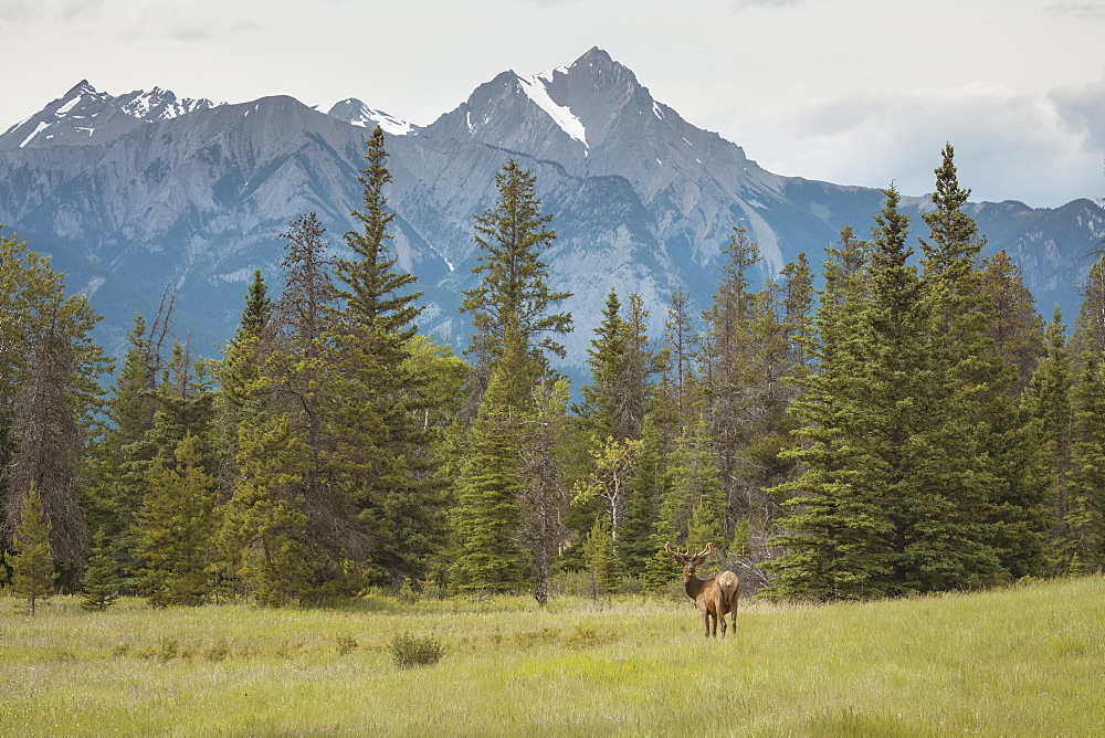 Elk with Rocky Mountains in the background, Jasper National Park, UNESCO World Heritage Site, Alberta, Canada, North America