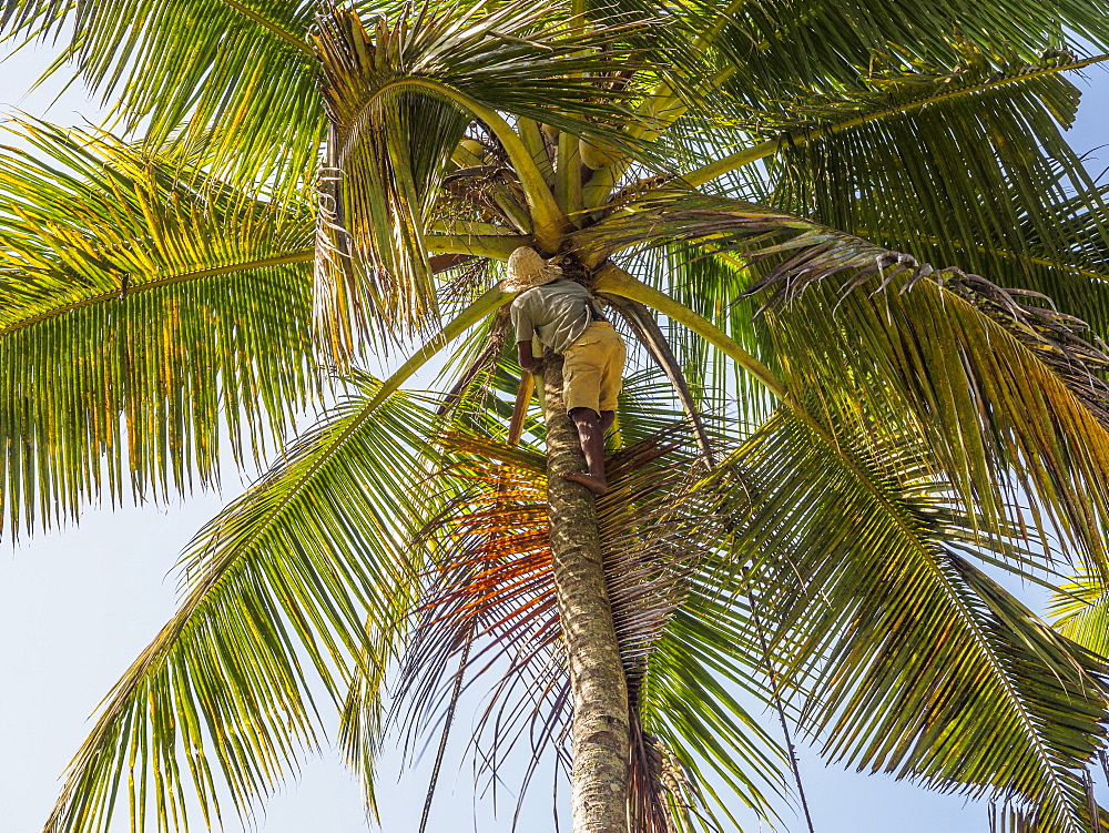 Man cutting palm fronds for thatching in Bali, Indonesia, Southeast Asia, Asia