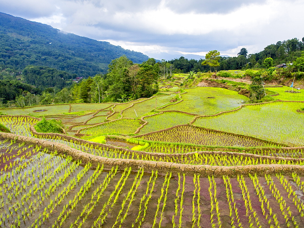 Rice paddies in Tana Toraja, Sulawesi, Indonesia, Southeast Asia, Asia