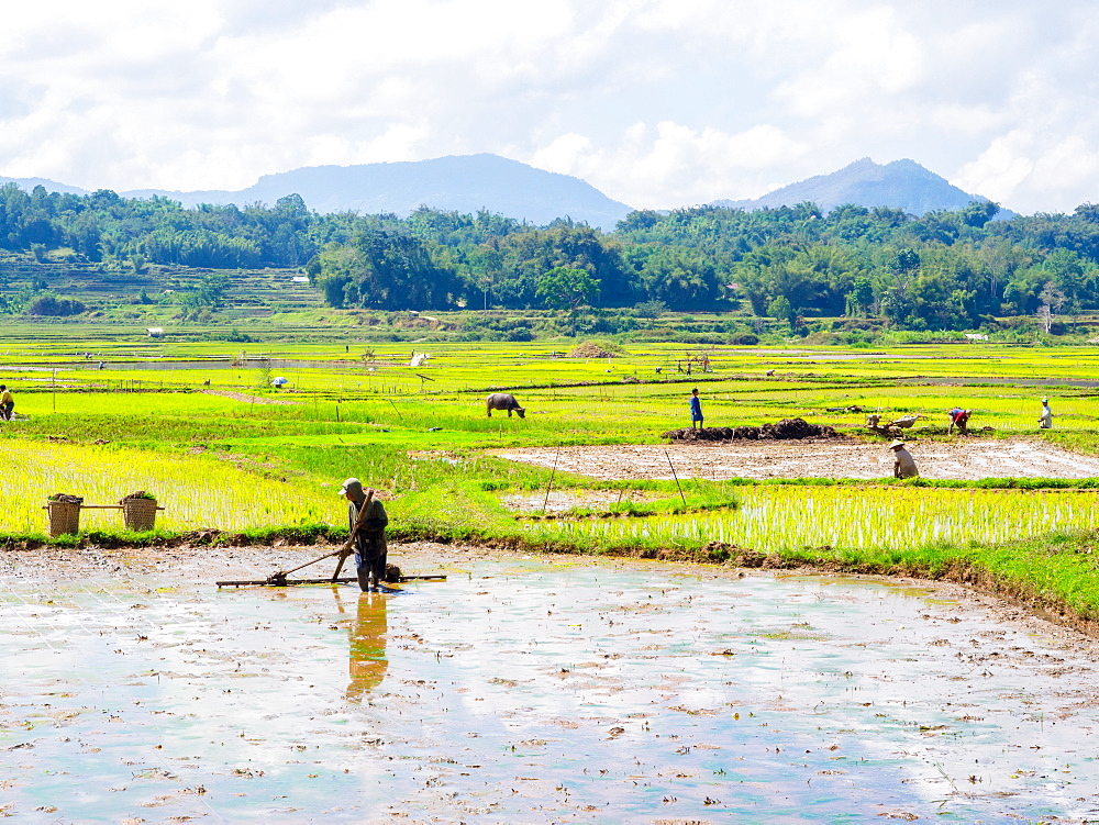 Leveling a rice field for planting, Tana Toraja, Sulawesi, Indonesia, Southeast Asia, Asia