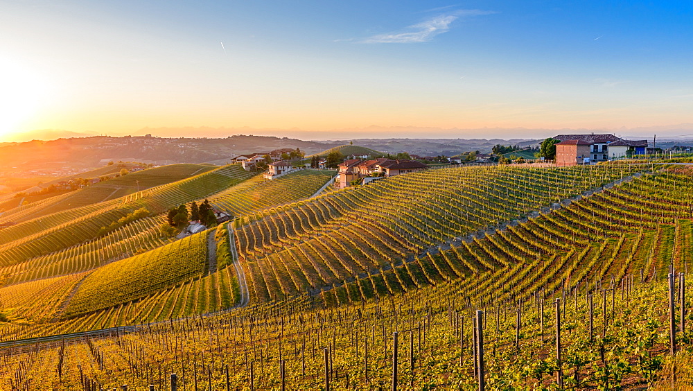 Vineyards at Barbaresco, Piedmont, Italy, Europe