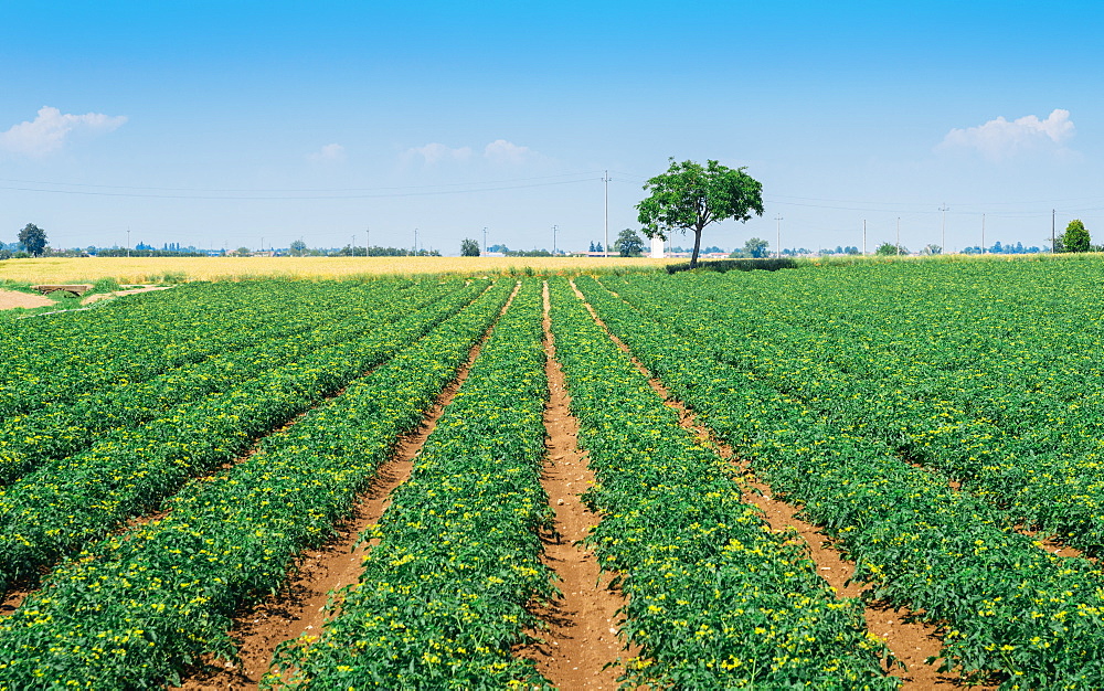 Crop field in Emilia-Romagna, Italy, Europe