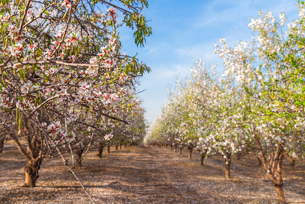 Path between almond trees in bloom, Israel, Middle East