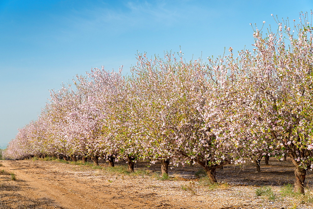 Path beside almond trees in bloom, Israel, Middle East