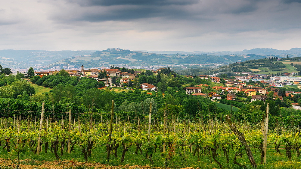 Vineyards in the Piedmont region of northern Italy, Europe