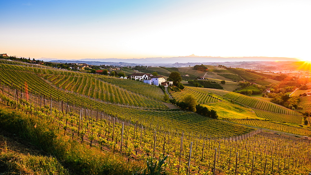 Vineyards in the Piedmont region of northern Italy, Europe