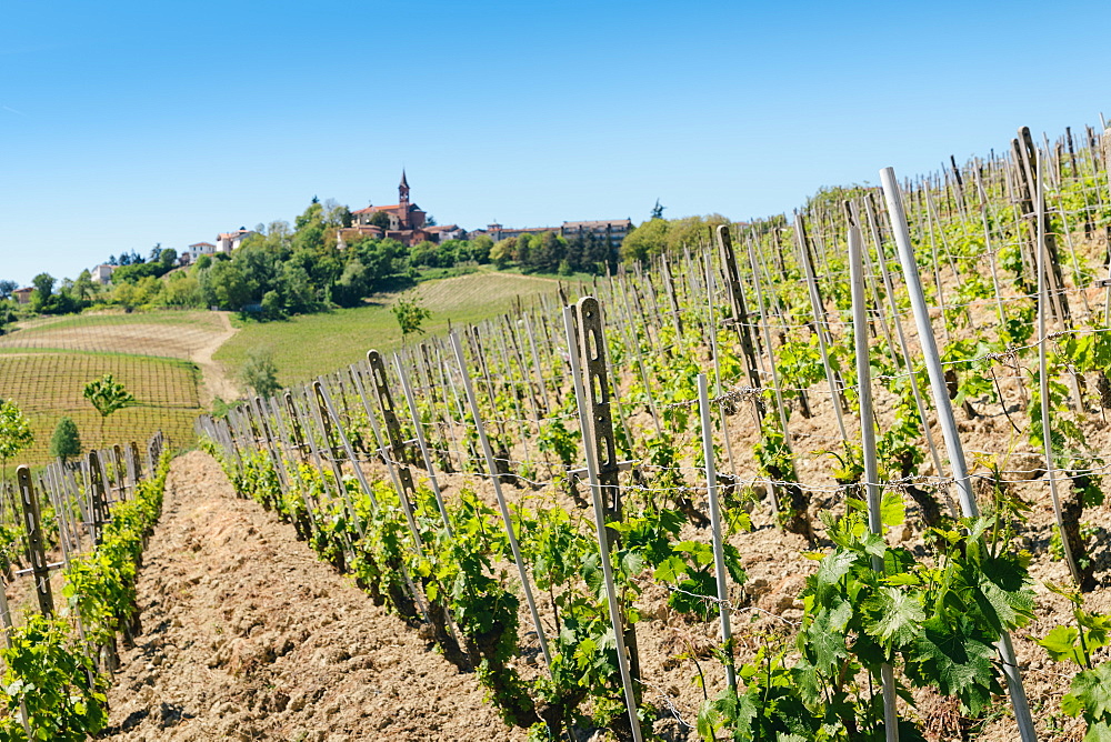 Vineyards in the Piedmont region of northern Italy, Europe