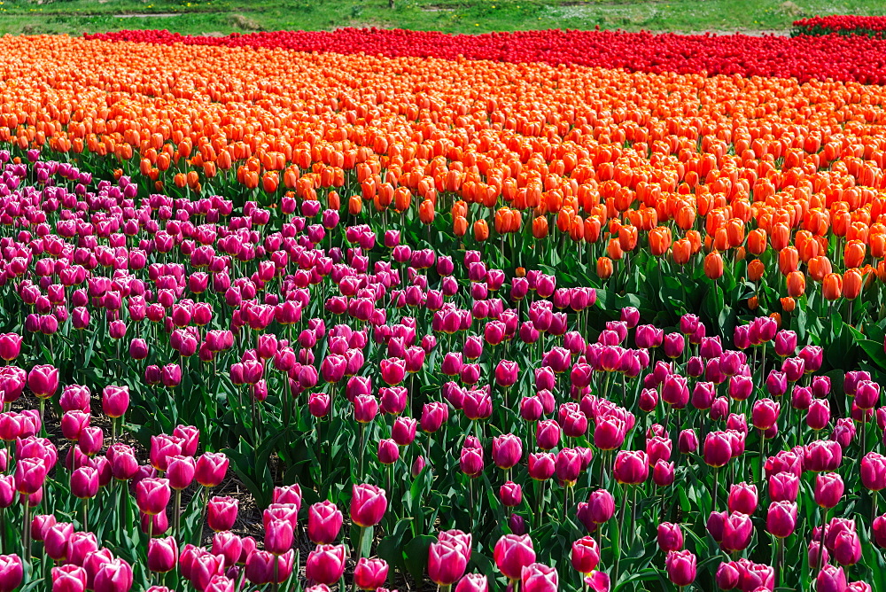 Bulbfields famous for colourful tulips, Lisse, The Netherlands, Europe