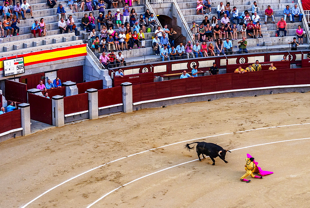 Bullfighting, Novillada Picada on the Bullring, Plaza de Toros de Las Ventas, Madrid, Spain, Europe