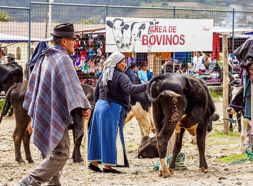 Saturday Livestock Market, Otavalo, Imbabura Province, Ecuador, South America