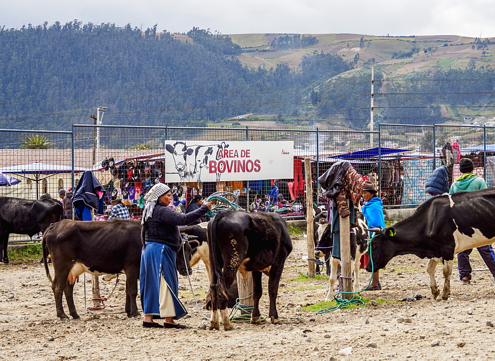 Saturday Livestock Market, Otavalo, Imbabura Province, Ecuador, South America