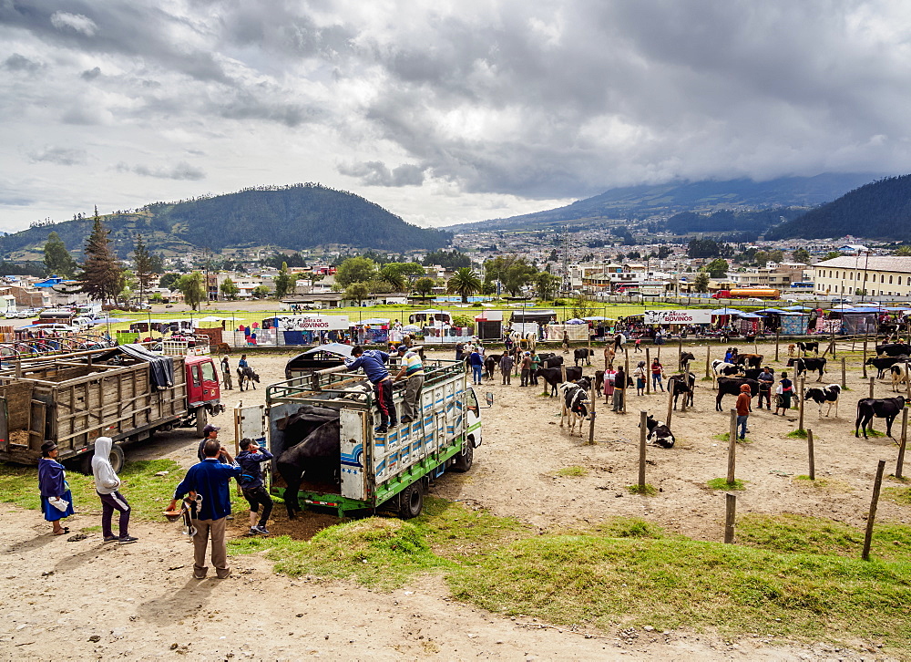 Saturday Livestock Market, Otavalo, Imbabura Province, Ecuador, South America