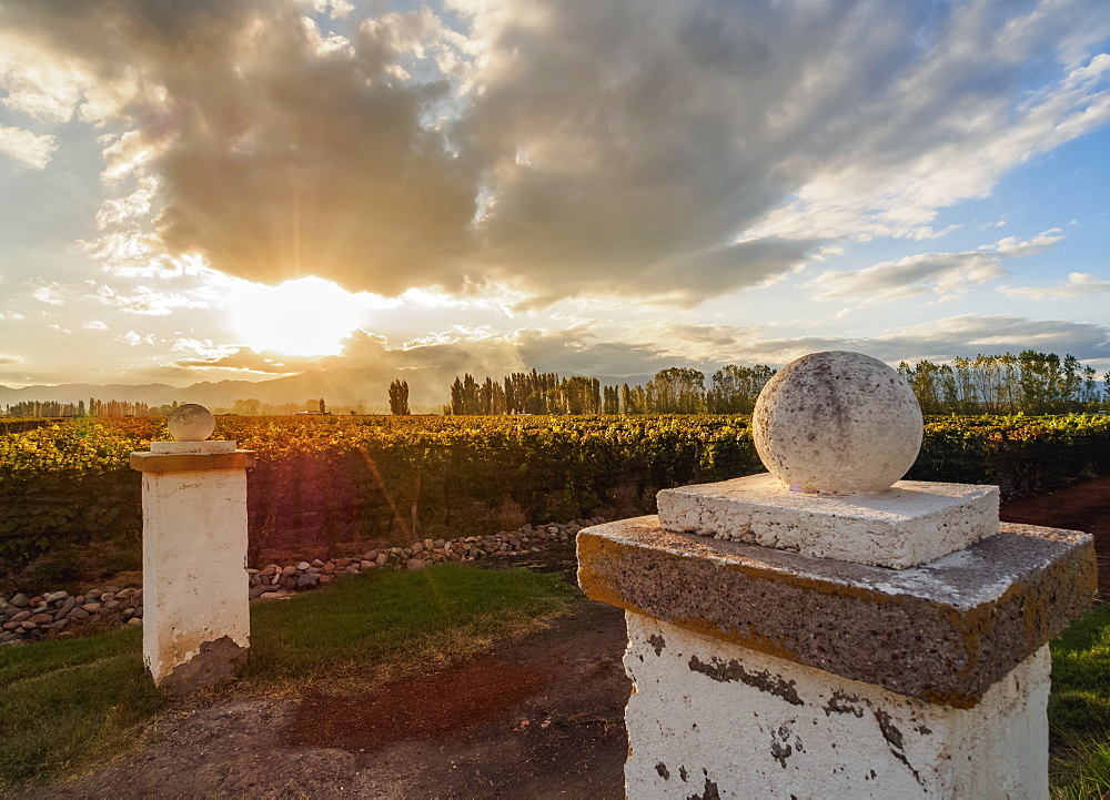 Vineyard of Bodega Viamonte, sunset, Lujan de Cuyo, Mendoza Province, Argentina, South America